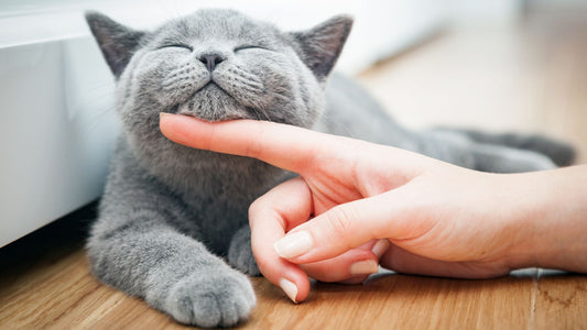 Comment bien s’occuper de son chat ?