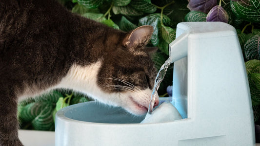 Comment nettoyer une fontaine à eau pour chat ?