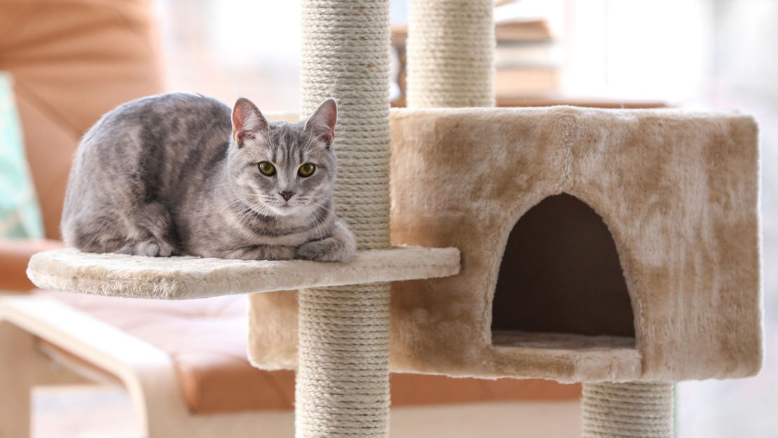 Comment nettoyer un arbre à chat ?