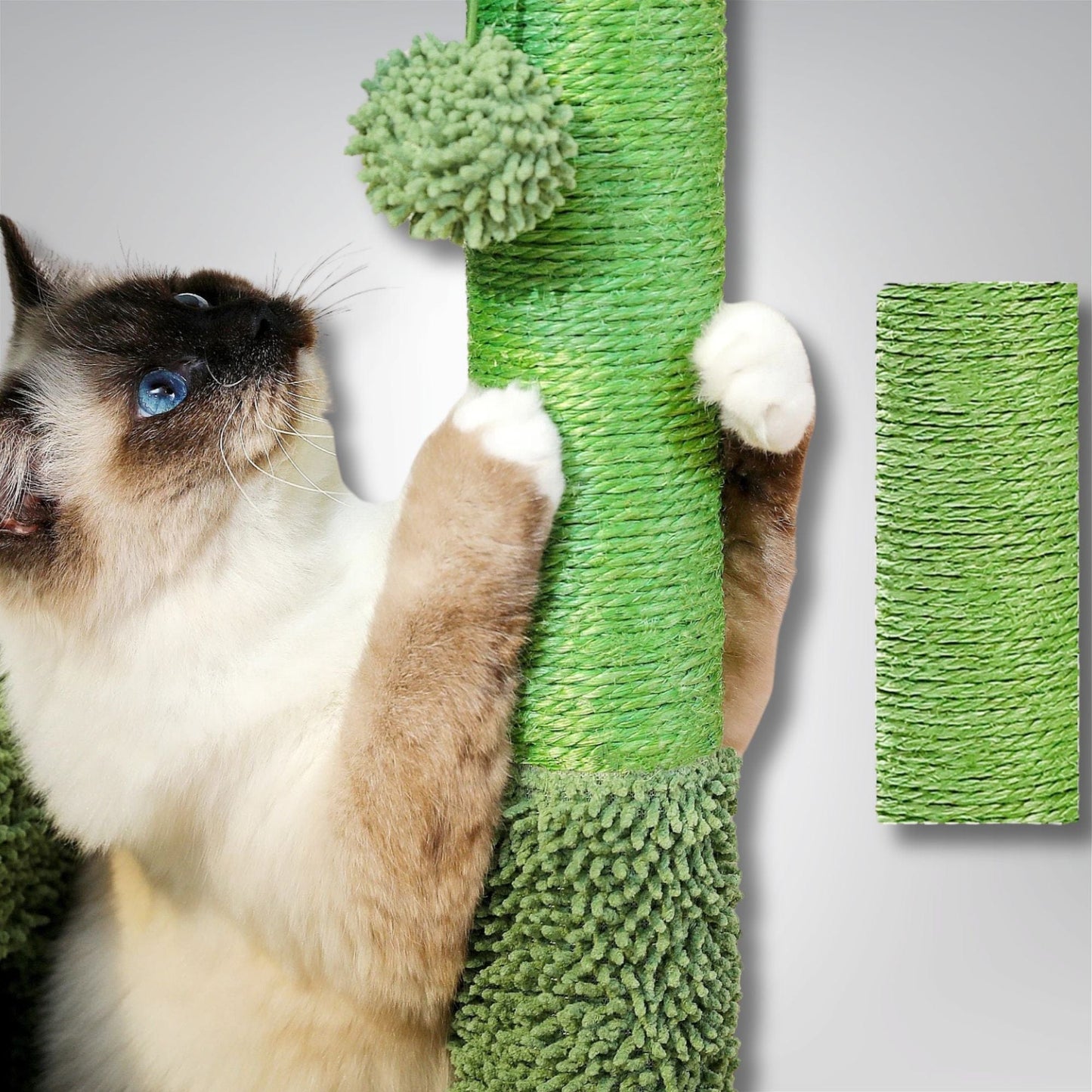 Arbre à chat - Cactus Cat Vert