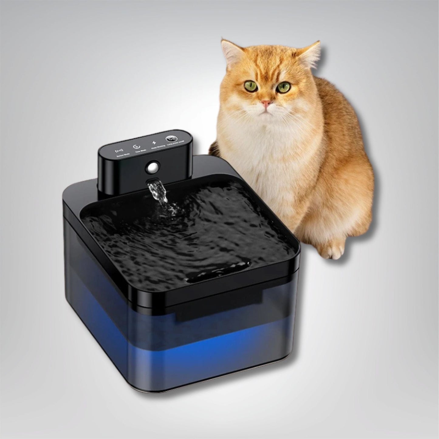 Fontaine à eau pour chat - Le Miaou Source Noir