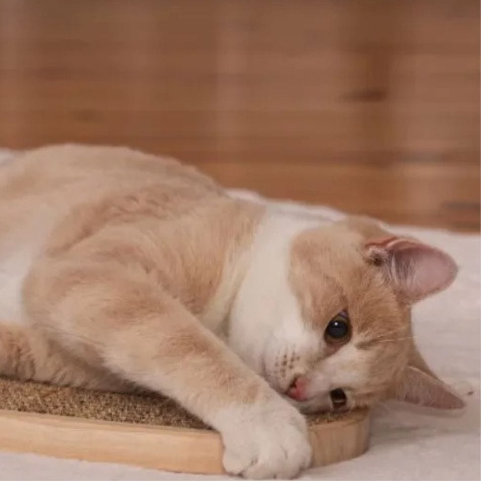 Griffoir pour chat - Purrfect Tronc