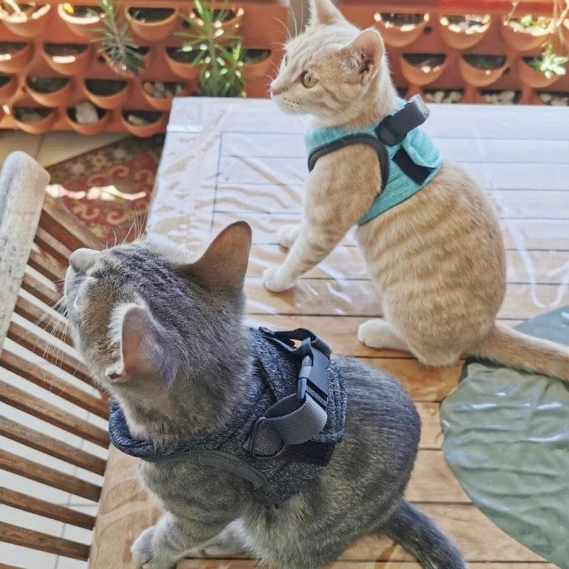 Harnais pour chat - Velours & Moustaches