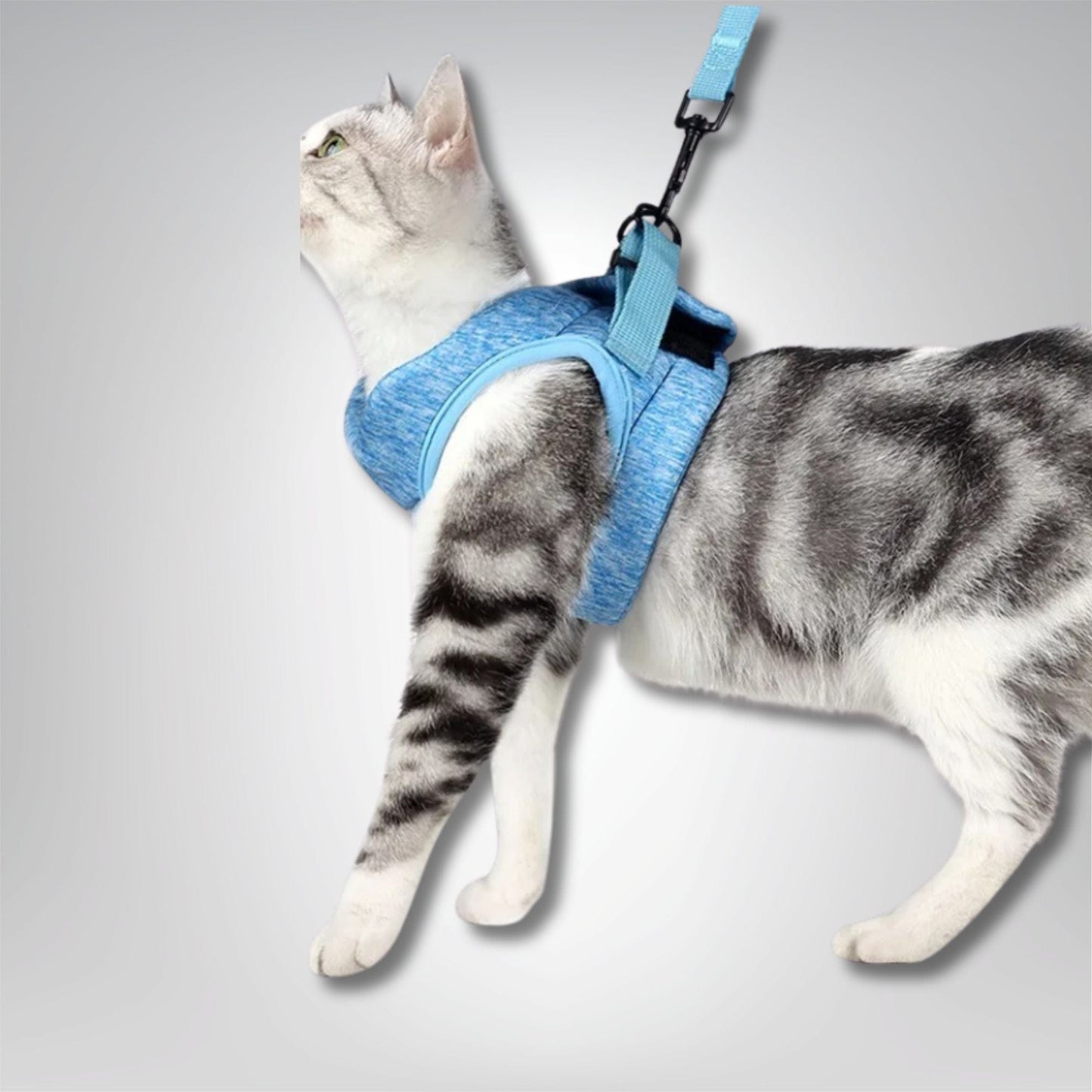 Harnais pour chat - Velours & Moustaches Bleu / S