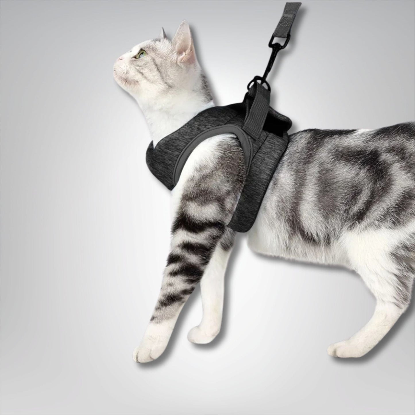 Harnais pour chat - Velours & Moustaches Gris / S