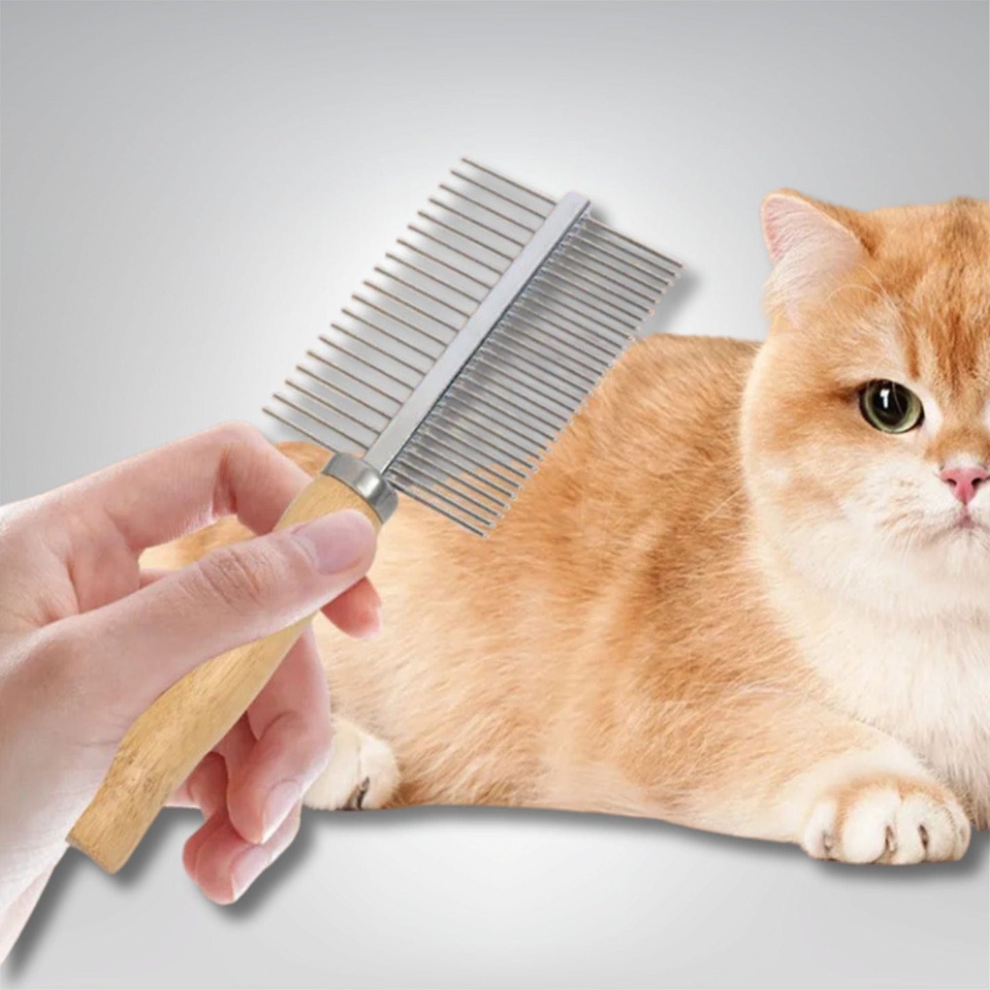 Toilette pour chat - Chat Princier