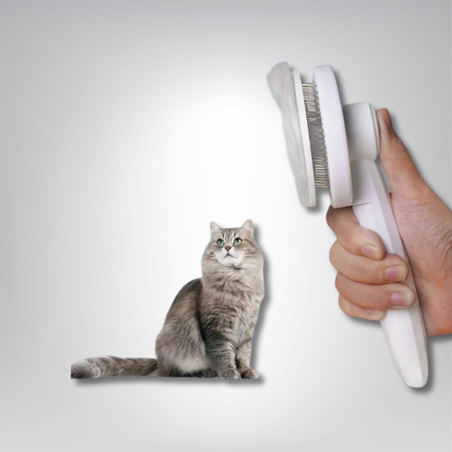 Toilette pour chat - Splendeur Féline