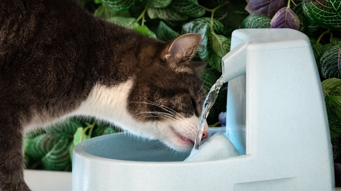 Comment nettoyer une fontaine à eau pour chat ?