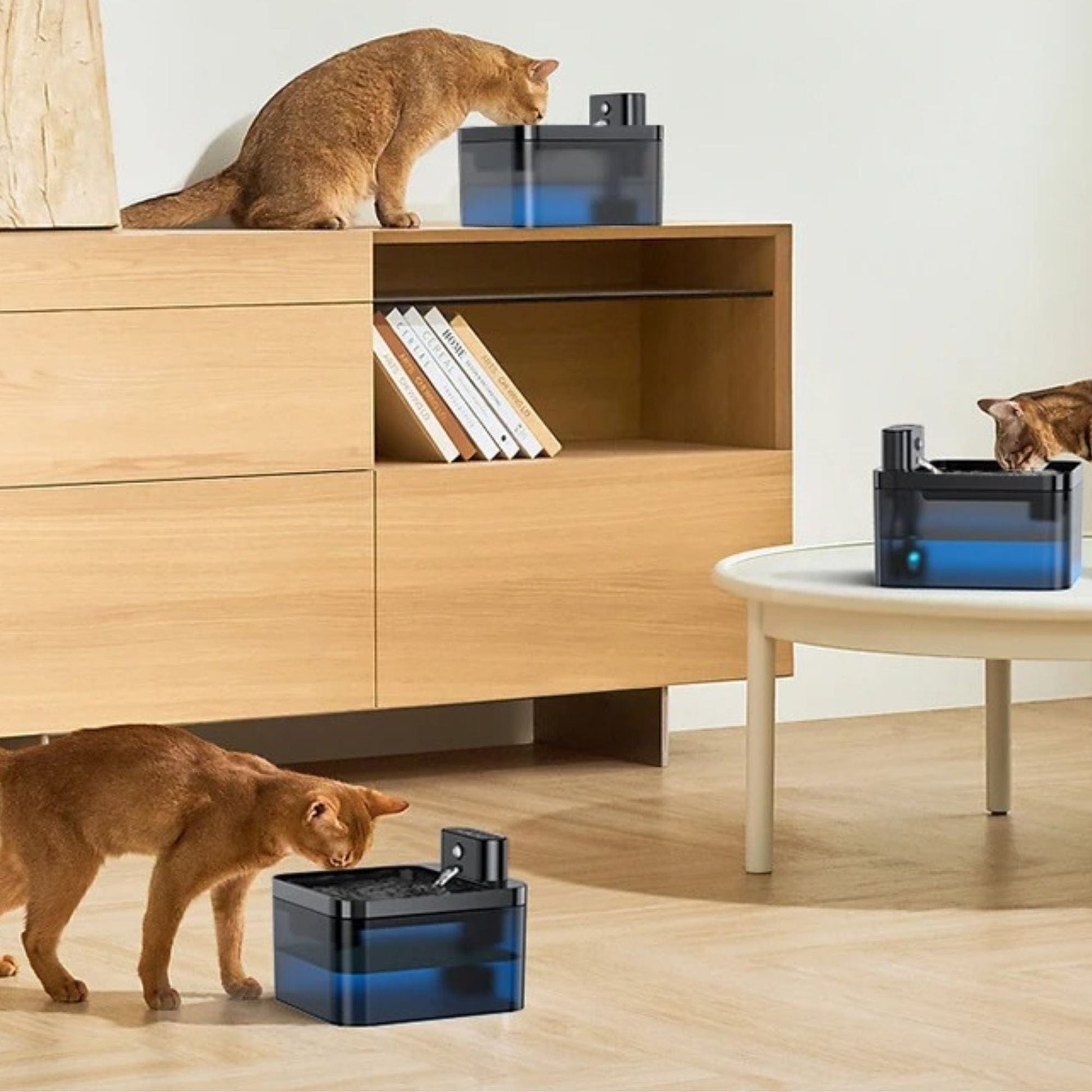 Fontaine à eau pour chat - Le Miaou Source Noir
