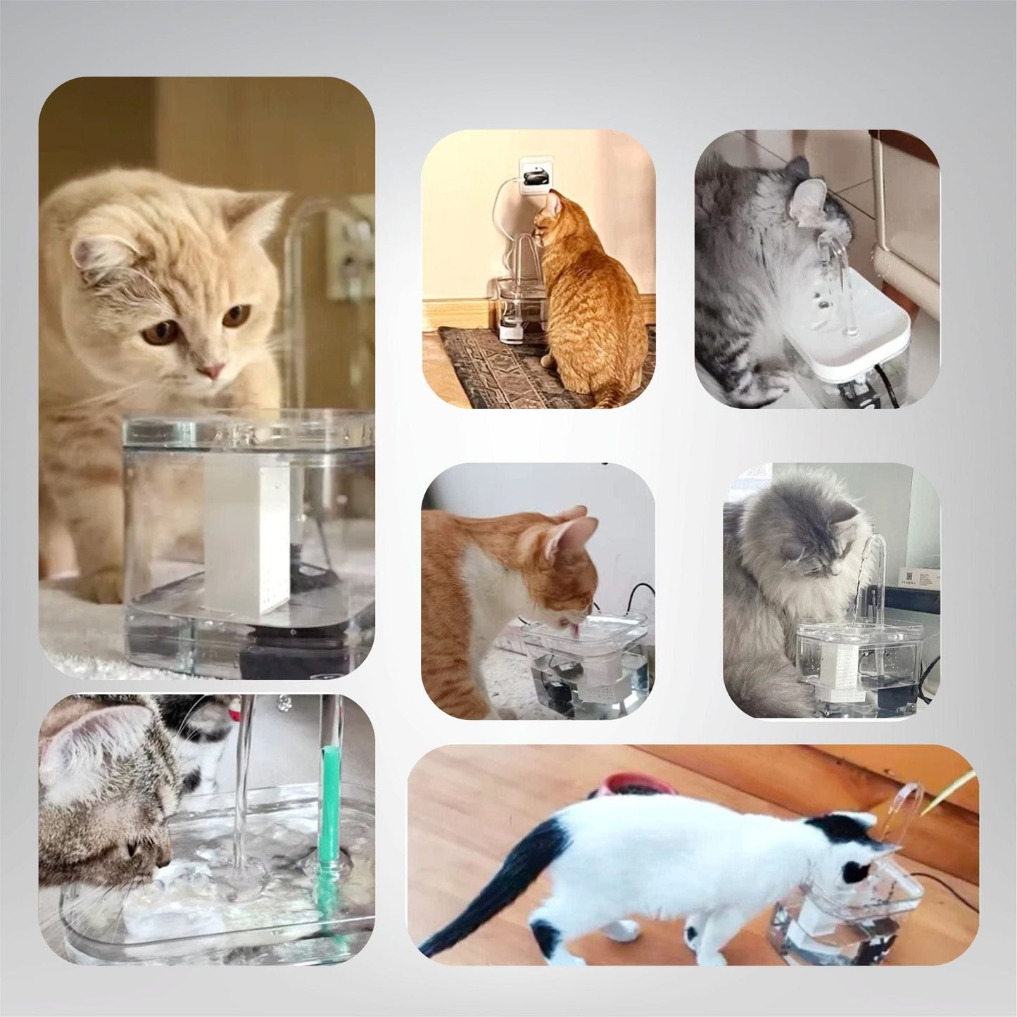 Fontaine à eau pour chat - Source Féline
