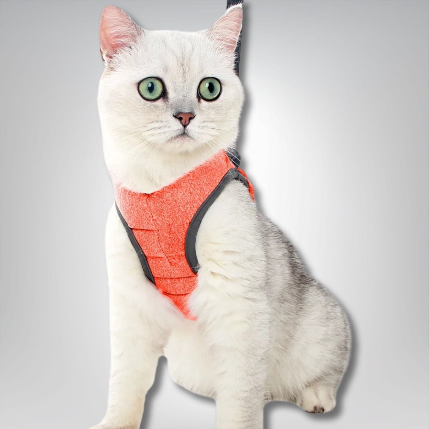 Harnais pour chat - Velours & Moustaches Orange / S