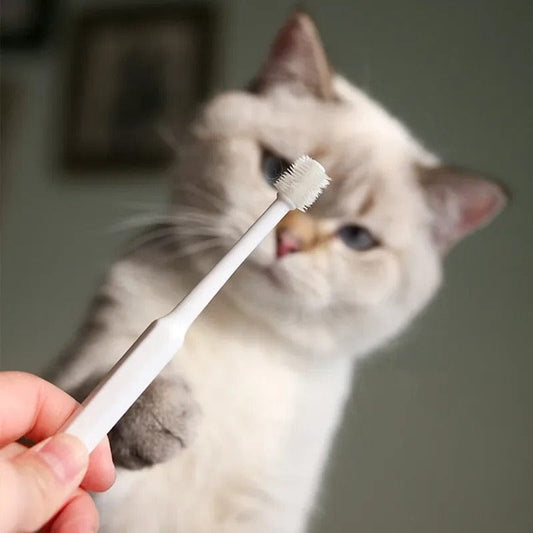 Toilette pour chat - Ronron et Tooth Blanche